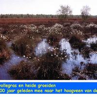 06. Wollegras en heide