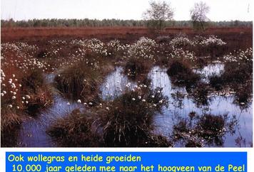 06. Wollegras en heide