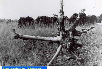 61. De stronk werd peelpuist