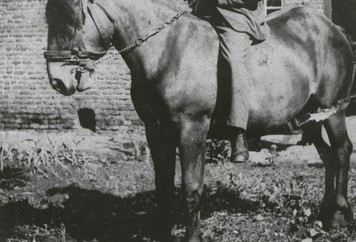 'Wiese Koob' Verschaeren