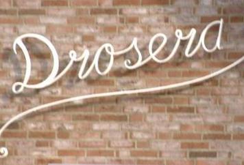 Pandnaam Drosera
